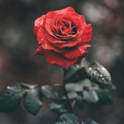 Rose Candle