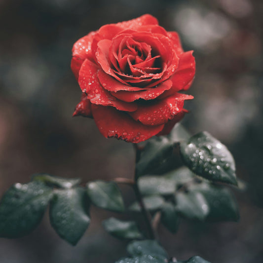 Rose Candle